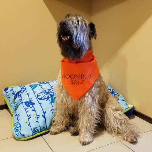 Topper the Dog Visits Moonrise Hotel in May 2017