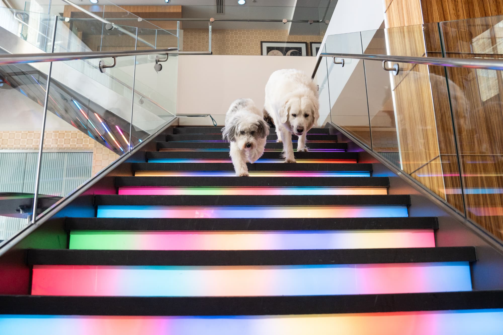 pet-friendly hotel