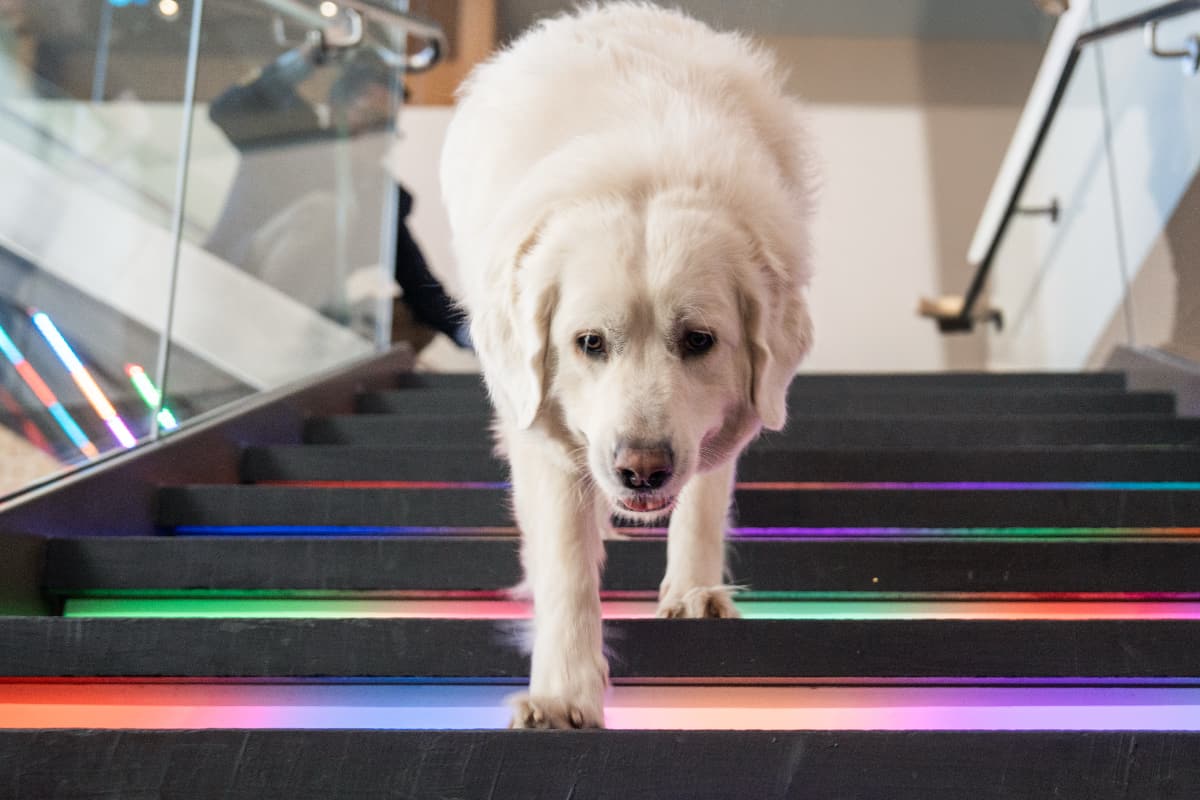 White dog walking down the hotel's rainbow stairs.